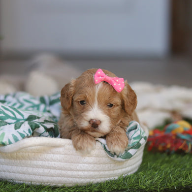 Miley - Available 4/30