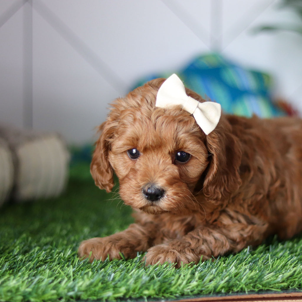 Ramona - Available 4/30