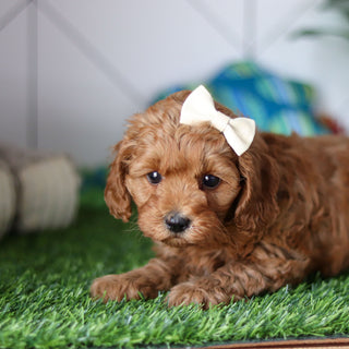 Ramona - Available 4/30