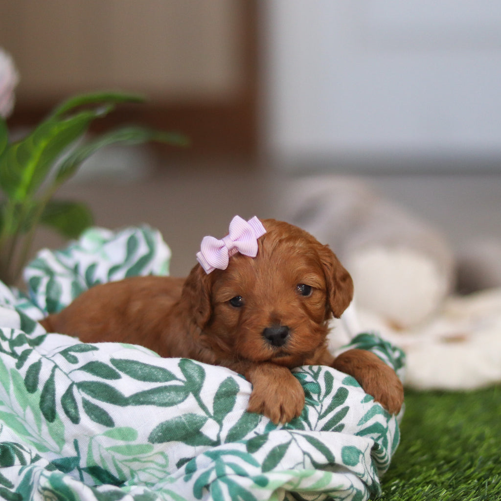 Ramona - Available 4/30