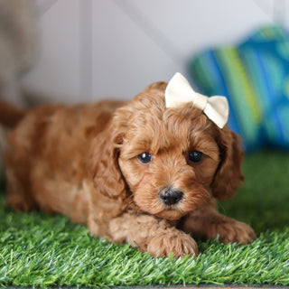 Ramona - Available 4/30