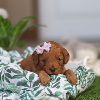 Ramona - Available 4/30
