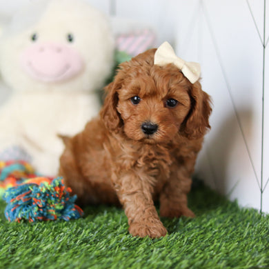 Ramona - Available 4/30