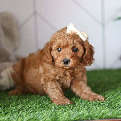 Ramona - Available 4/30