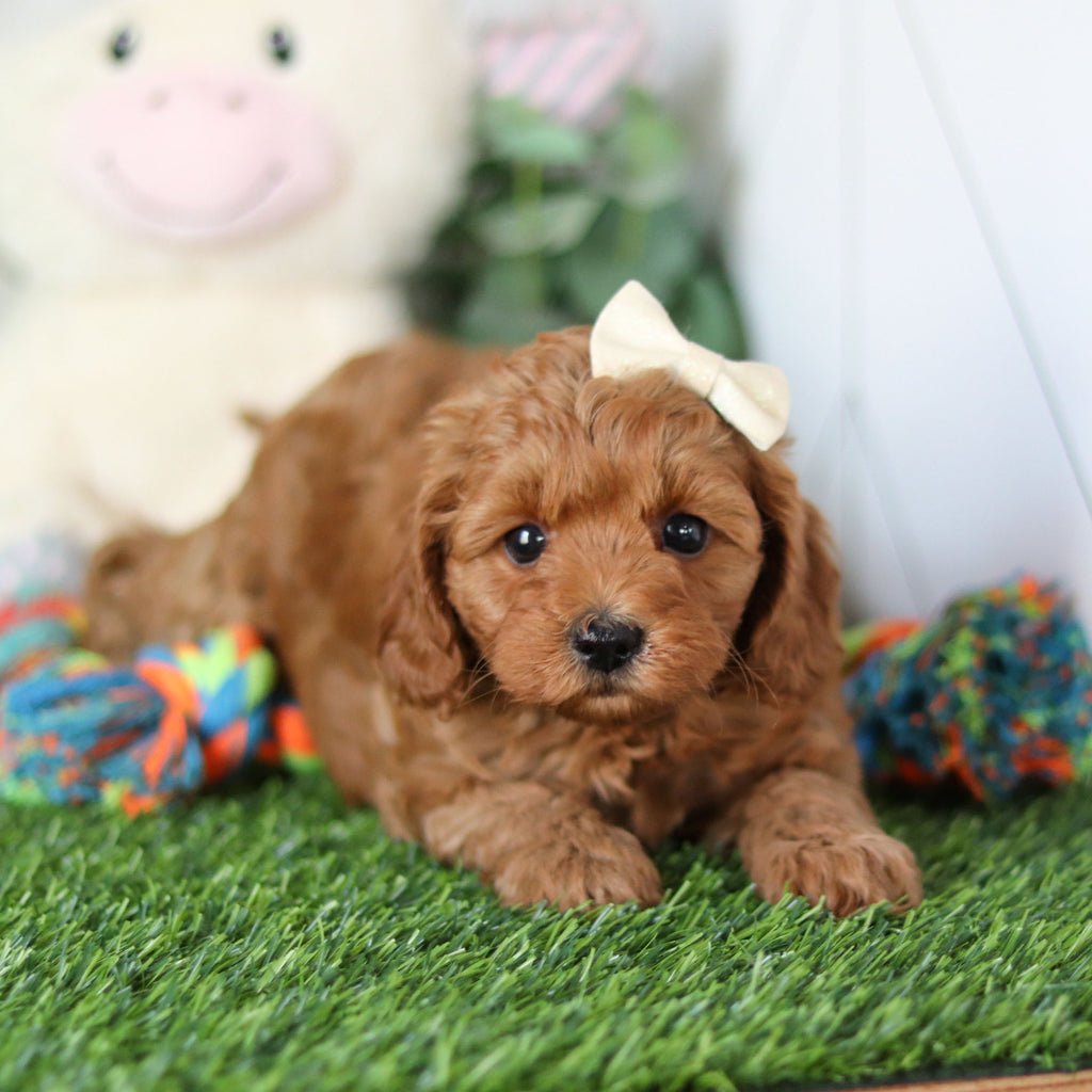 Ramona - Available 4/30