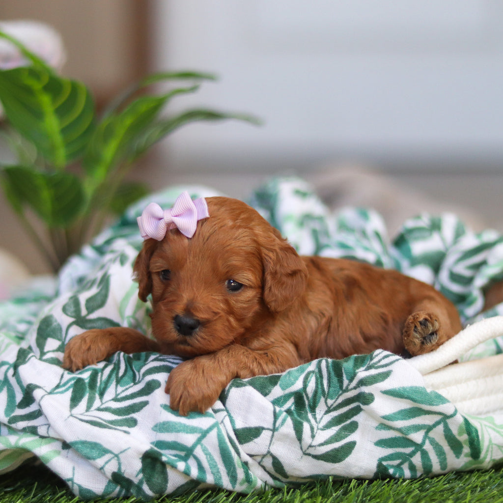 Ramona - Available 4/30