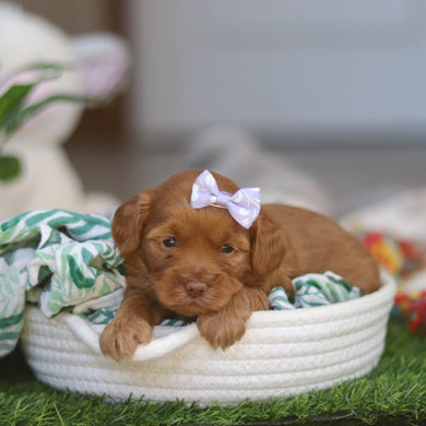 Melody - Available 4/30