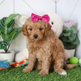 Rosalie - Available 4/30