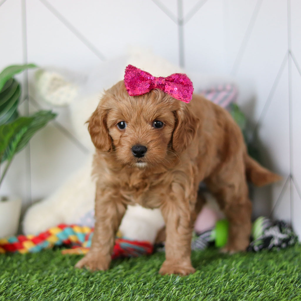 Rosalie - Available 4/30