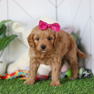 Rosalie - Available 4/30