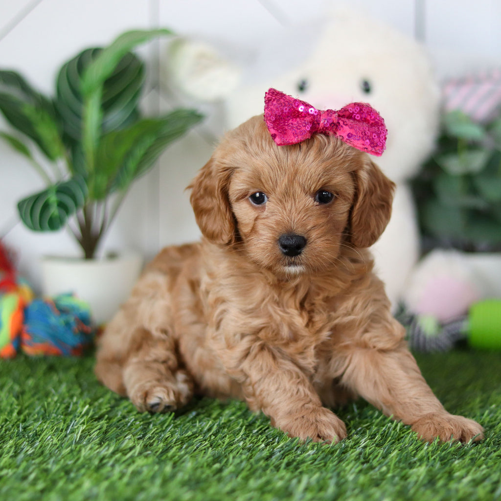 Rosalie - Available 4/30