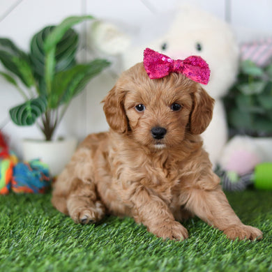 Rosalie - Available 4/30