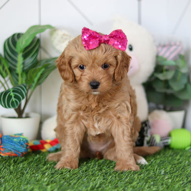 Rosalie - Available 4/30