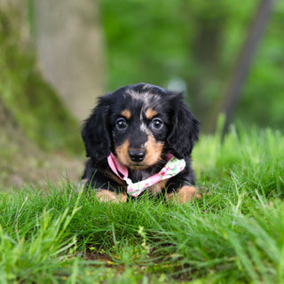 Pepper - Available 6/11