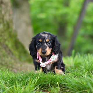 Pepper - Available 6/11