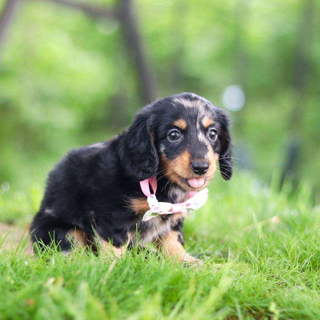 Pepper - Available 6/11