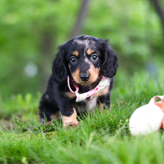 Pepper - Available 6/11