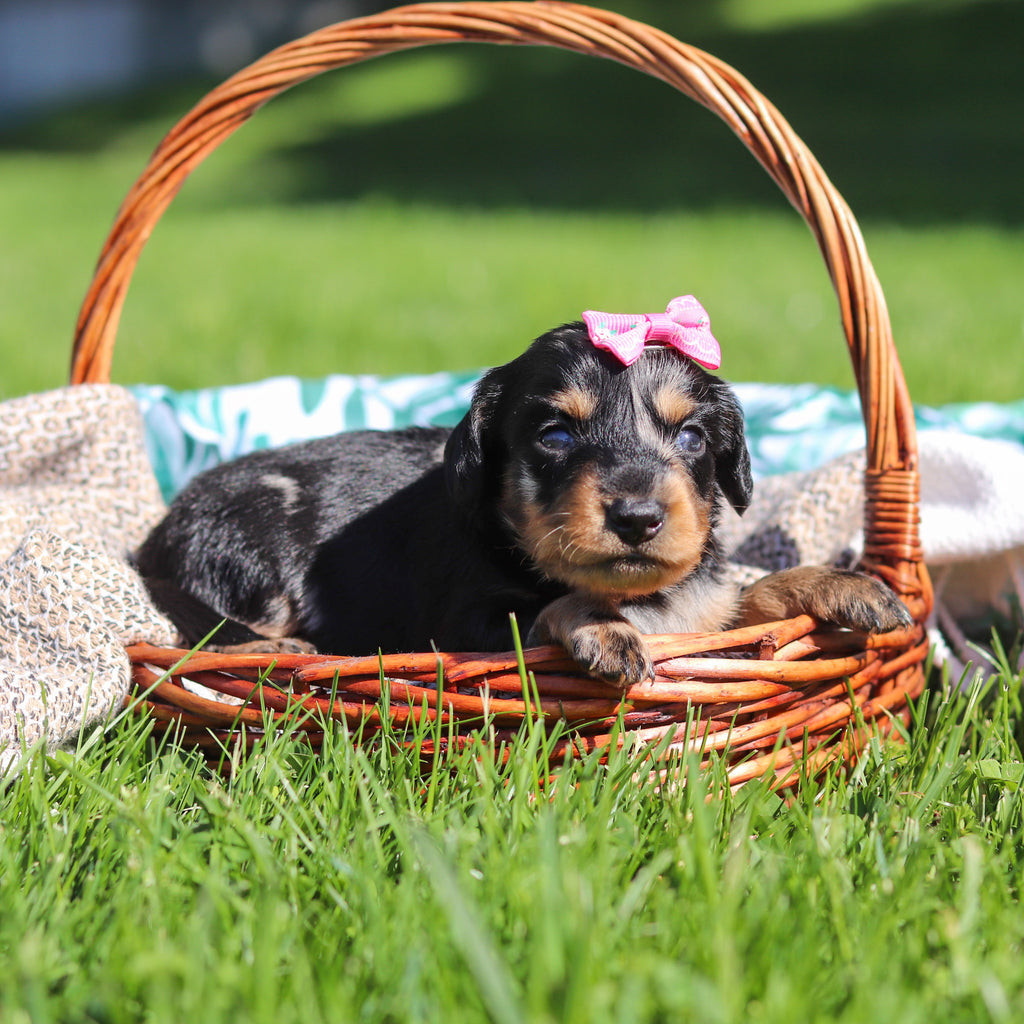 Pepper - Available 6/11