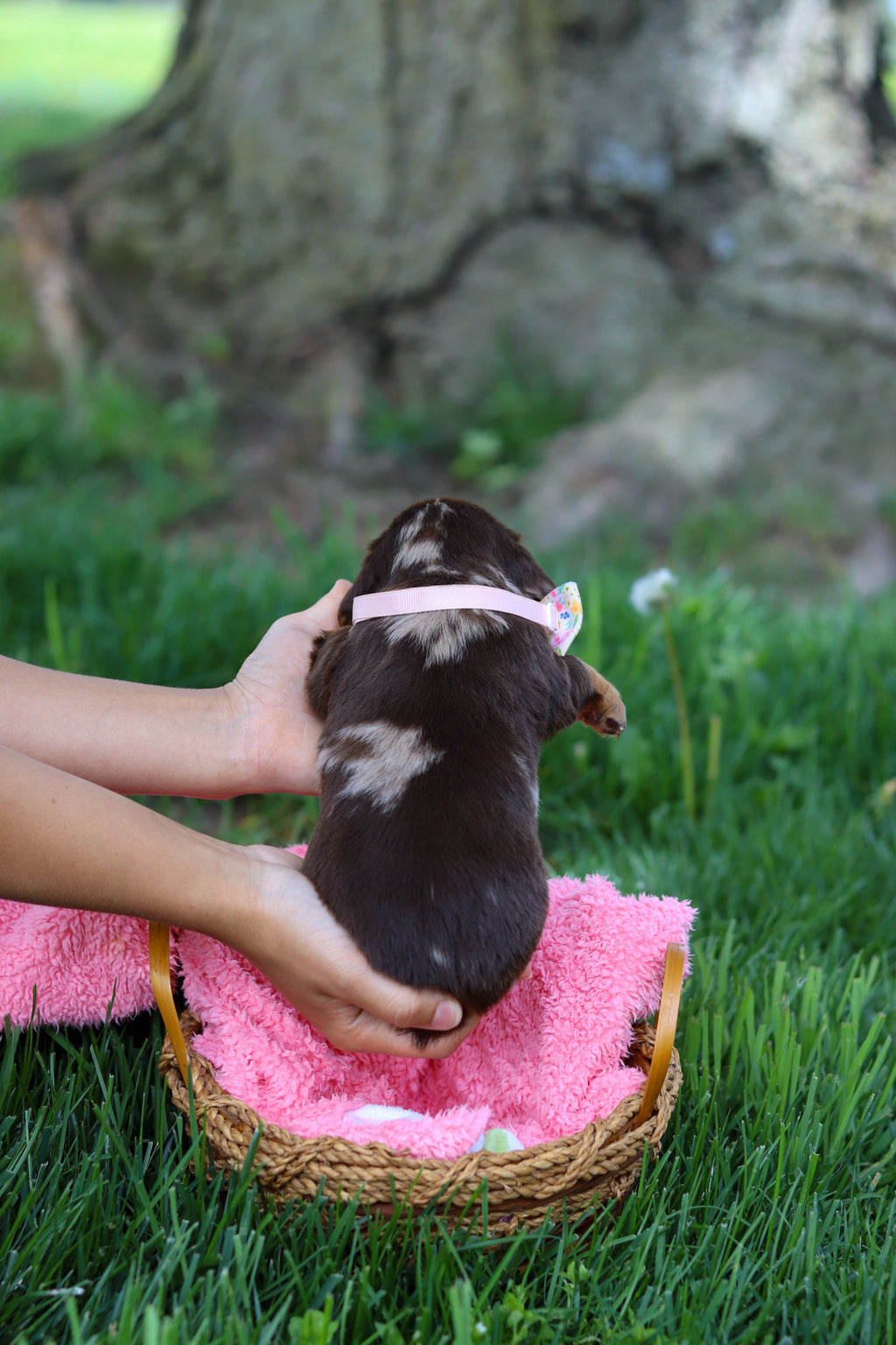 Darla - Available 6/4