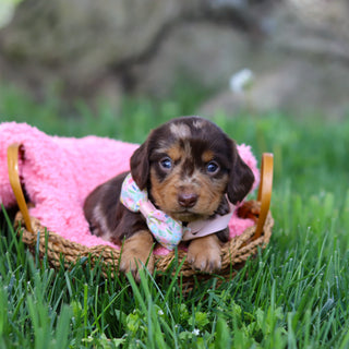 Darla - Available 6/4