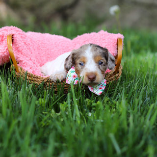 Didi - Available 6/4