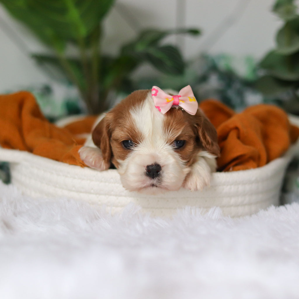 Annette - Available 4/9