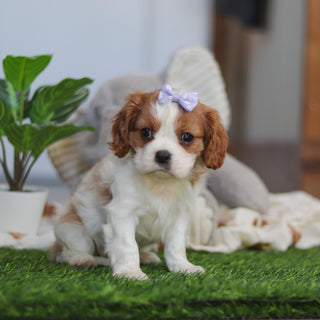 Annette - Available 4/9