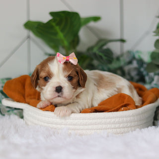 Annette - Available 4/9