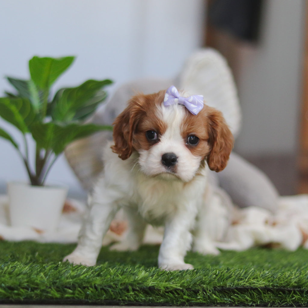 Annette - Available 4/9