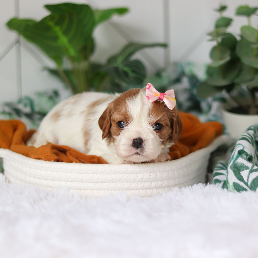 Annette - Available 4/9