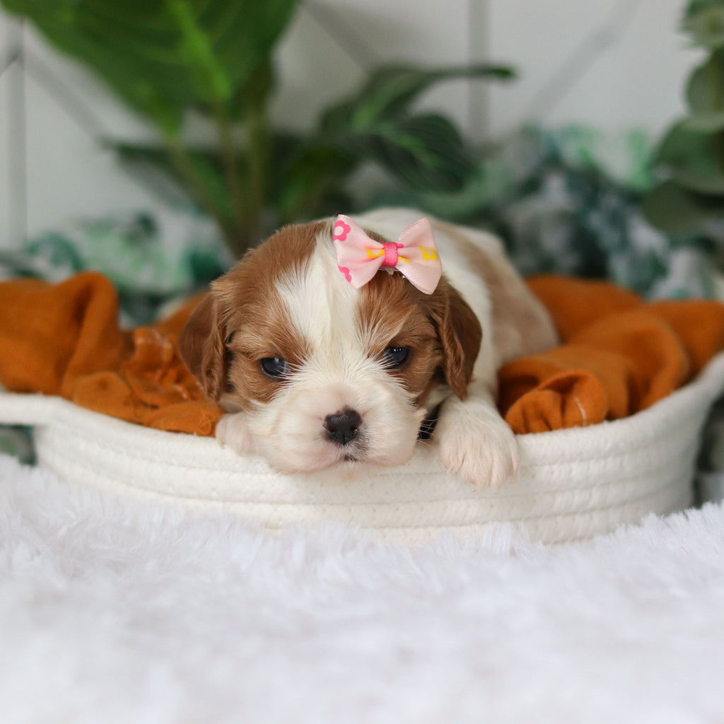 Annette - Available 4/9