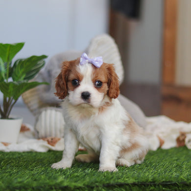 Annette - Available 4/9