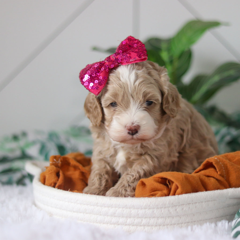 Cove - Available Now