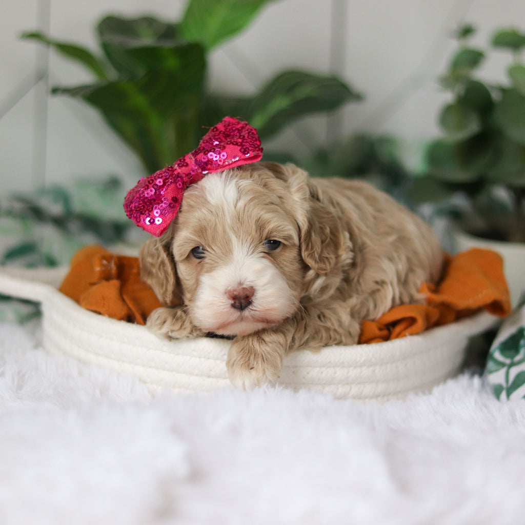 Cove - Available Now