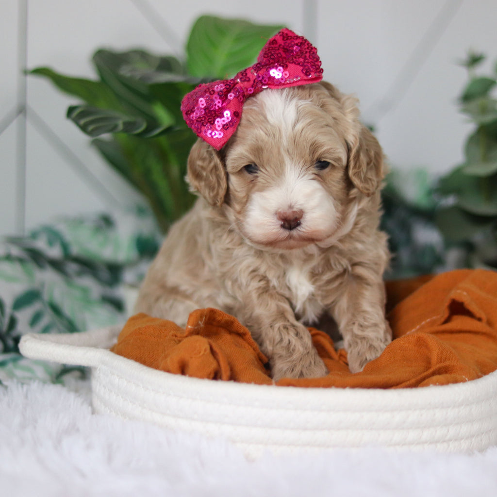 Cove - Available Now