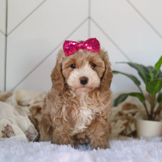 Cove - Available Now