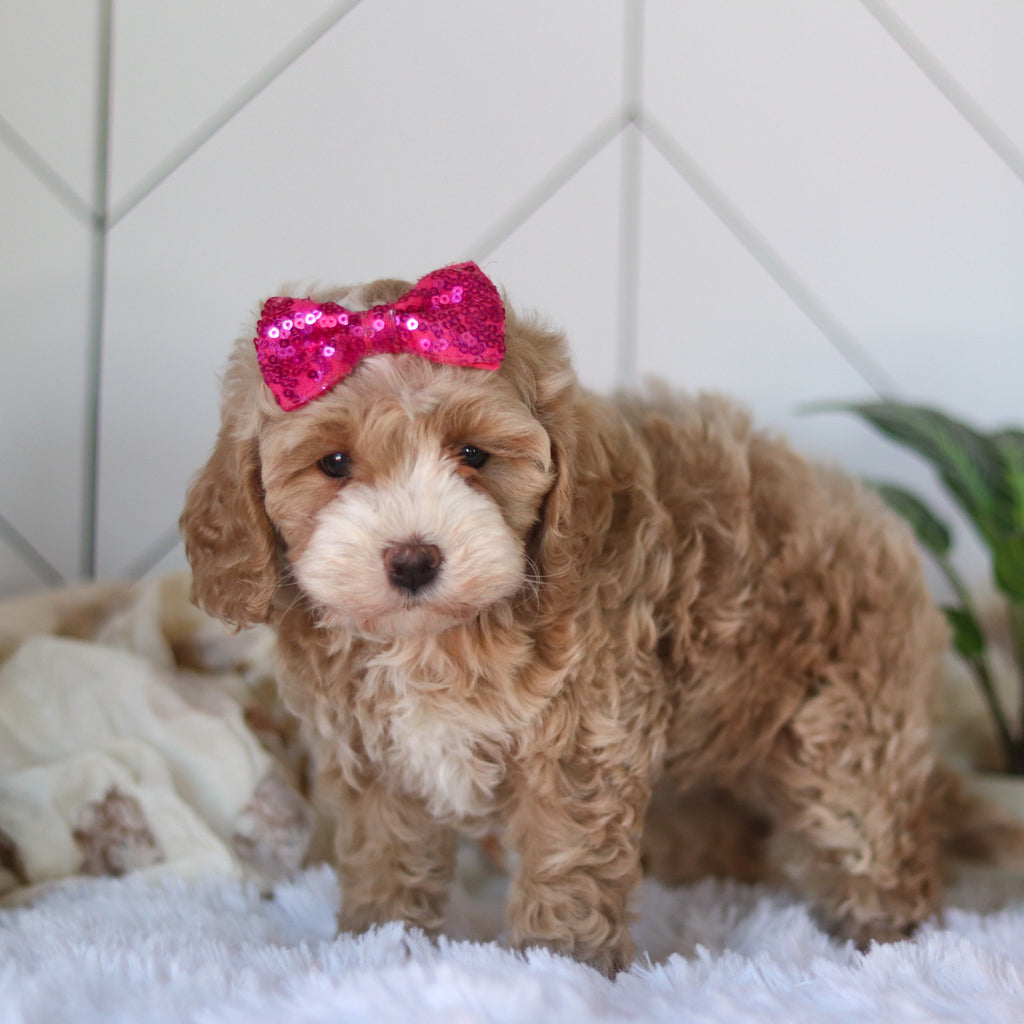 Cove - Available Now