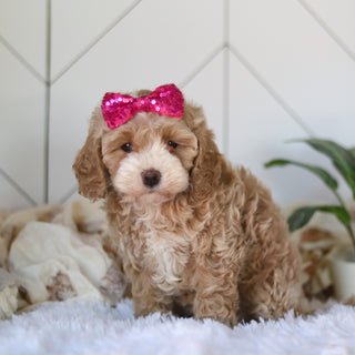 Cove - Available Now