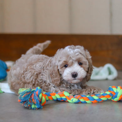 Cove - Available 4/9