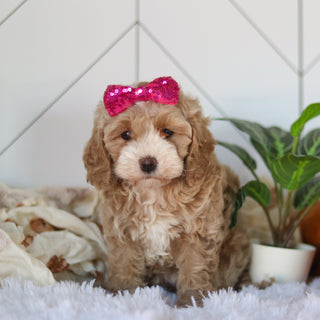 Cove - Available Now