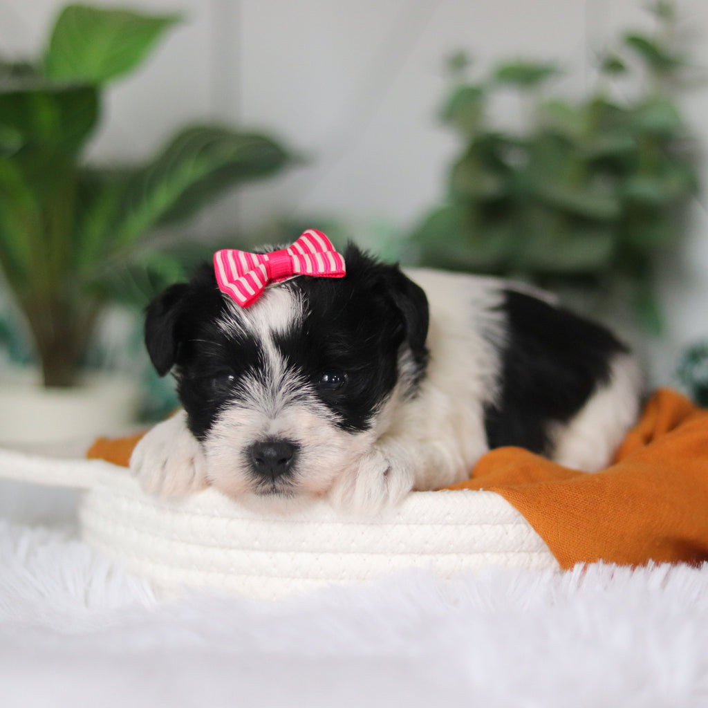 Trixie - Available Now