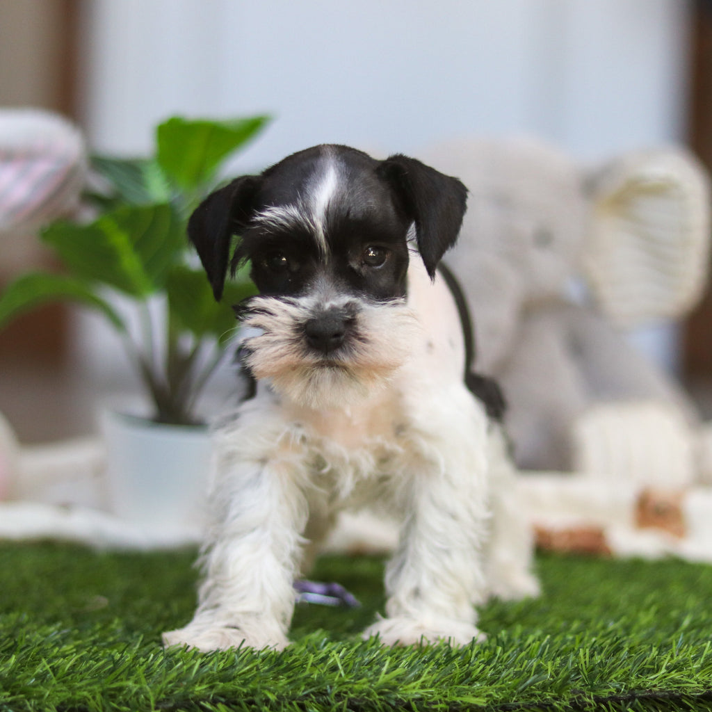 Trixie - Available Now