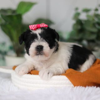 Trixie - Available Now