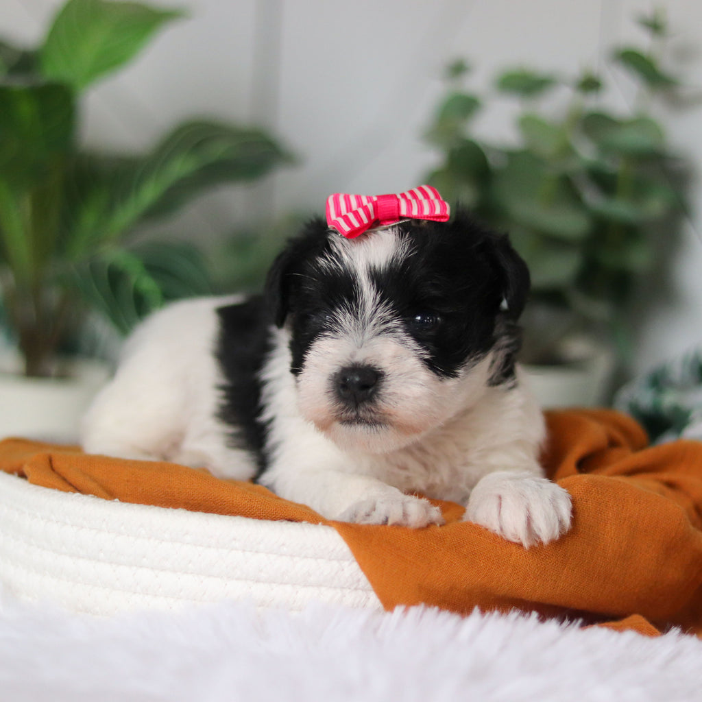 Trixie - Available Now