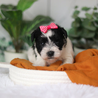 Trixie - Available Now