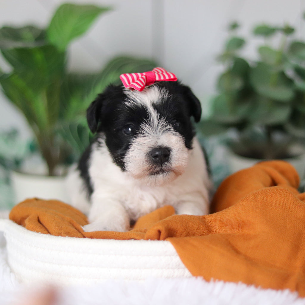 Trixie - Available Now