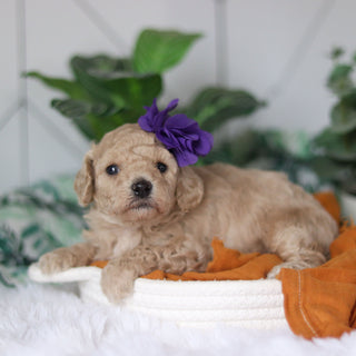 Coraline - Available 4/9