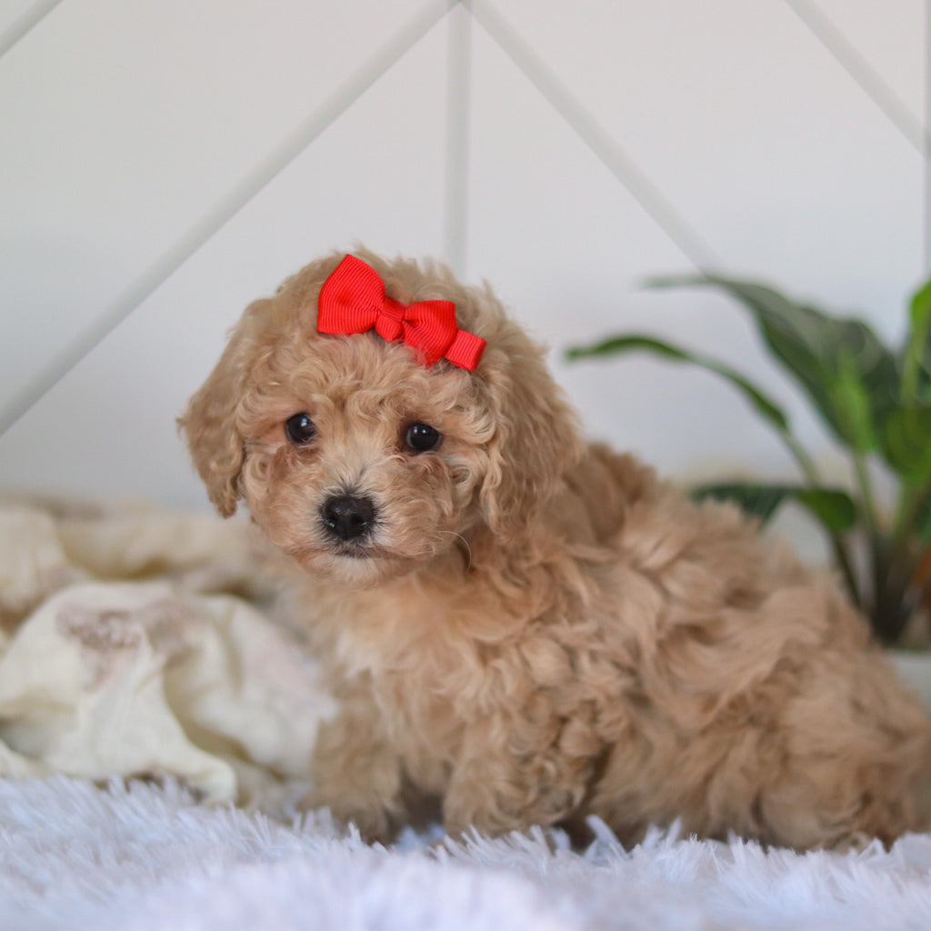 Coraline - Available 4/9