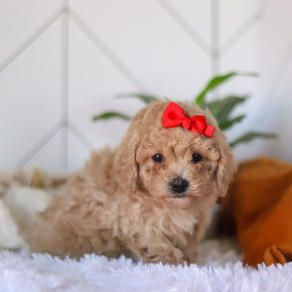 Coraline - Available 4/9