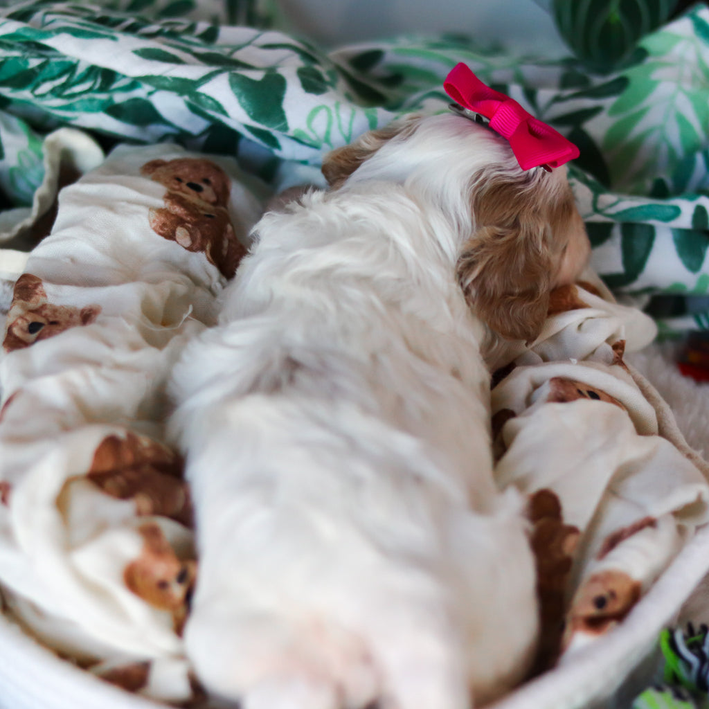 Chrissy - Available Now